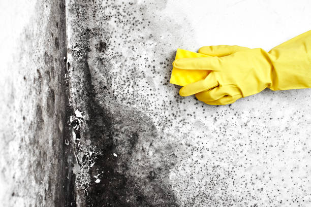 Best Real Estate Mold Inspection  in Avon, IN