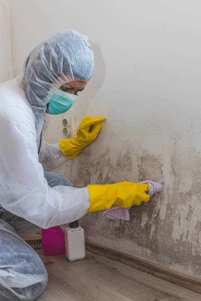 Best Attic Mold Removal  in Avon, IN